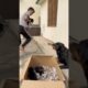 Rottweiler ke puppies le kr bhag gya 😂mother reaction 🥰#rottweiler #puppy #motherlove