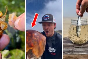SATISFYING Sea Animal Rescue Compilation! *NEW*