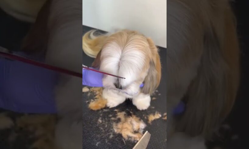 SHIHTZU BANG GROOMING #doggroomingtips #shihtzu #shihtzupuppies
