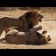 Scarface Lion Vs Lion, Tiger, Hyenas, Komodo Dragon Animal fights | Scarface Lion Fights 2014