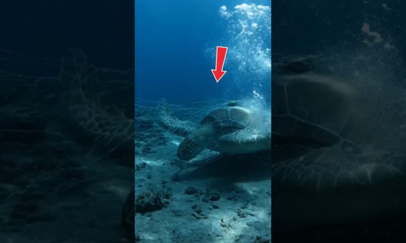 Scuba Diver Saves Turtle from Ocean Trash 🐢🌊 #rescue