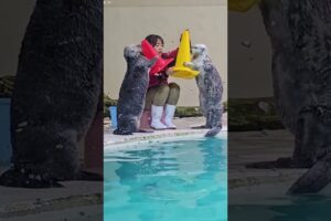 Sea otter is playing #animals #cute #viralvideo #shorts #seaotter