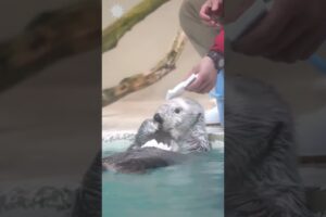 Sea otter is playing around #viralvideo #cute #seaotter #shorts #animals