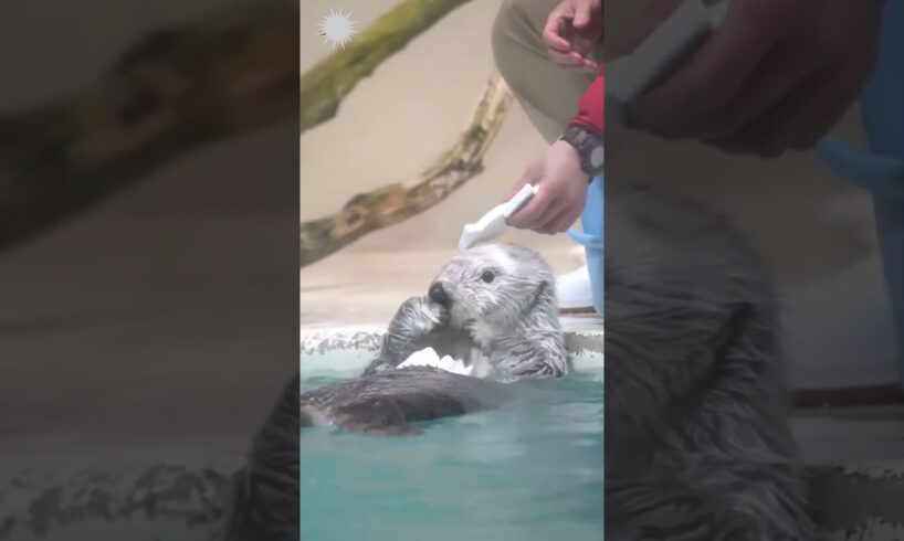 Sea otter is playing around #viralvideo #cute #seaotter #shorts #animals
