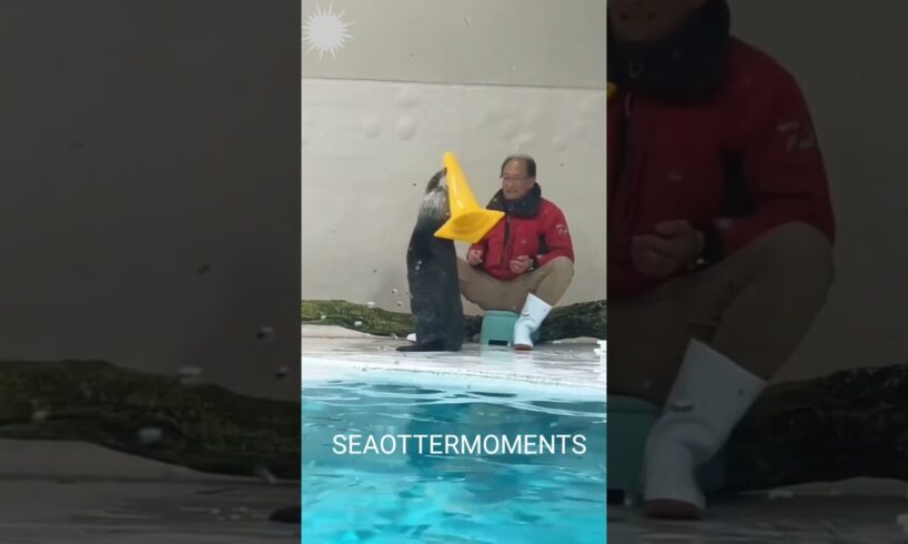Sea otter is playing gracefully #cute #viralvideo #shorts #seaotter #animals