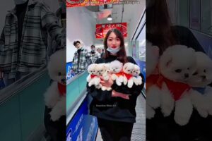 Sharing Cute Puppies with Everyone Today 🐶❤️#animals #catsoftiktok #fyp #cute #catcartoon