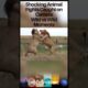 Shocking Animal Fights Caught on Camera – Wild vs Wild Moments #shorts