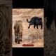 Siberian Tiger VS Black Panther Meeting! #shorts