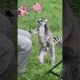 Singing to Lemurs