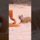 Snake vs mongoose fight !