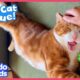 Spicy Cat Is NOT Happy About Being Rescued | Dodo Kids | Rescued!