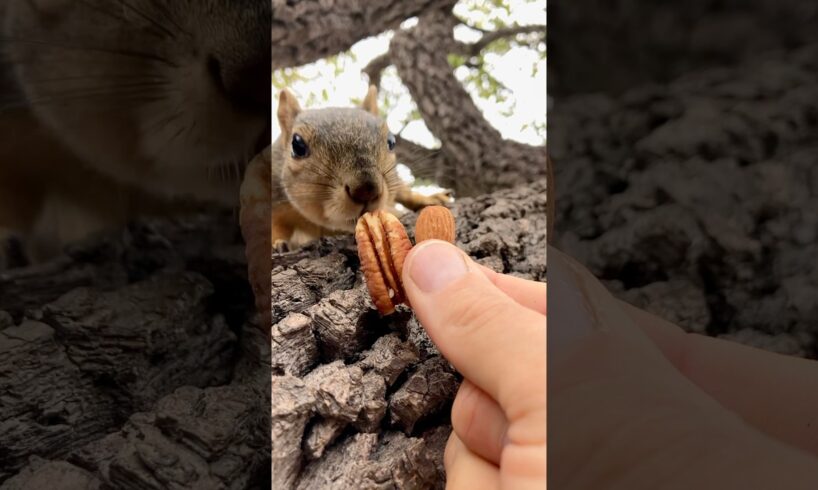 Squirrel Fishing with Baby Mini Jaux #animals #games #feed #reels #play #sports #live #series #fyp