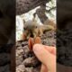 Squirrel Fishing with Baby Nibbles #animals #games #cute #feed #reels #play #sports #live #fyp #free