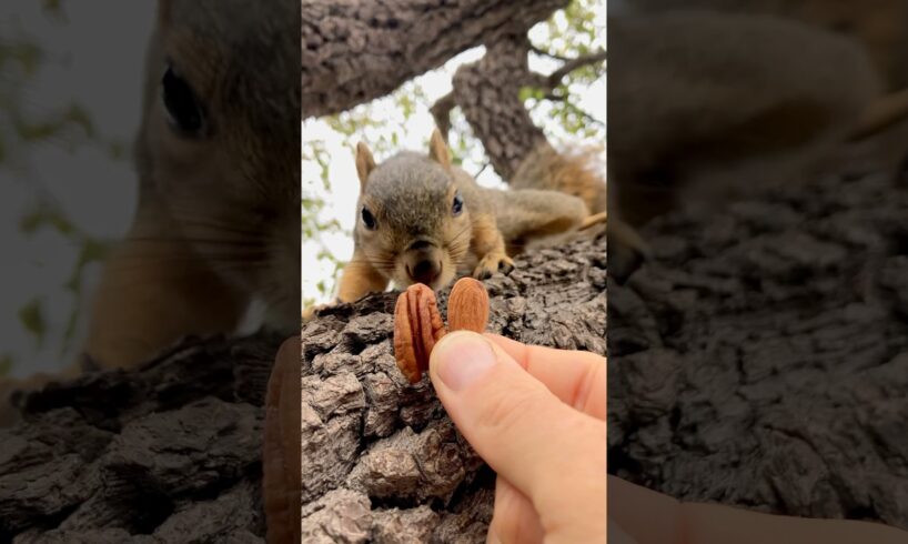 Squirrel Fishing with Baby Nibbles #animals #games #cute #feed #reels #play #sports #live #fyp #free