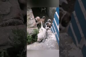 “Surprise! Unboxing the Cutest Puppies Ever 🐶❤️” #shorts #dog #unboxing #puppy