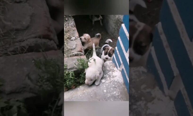 “Surprise! Unboxing the Cutest Puppies Ever 🐶❤️” #shorts #dog #unboxing #puppy