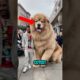 TOP 5 CUTEST BUT SUPER DEADLY DOG BREEDS IN THE WORLD! 💀😱