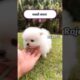 Teacup dog price | Pomeranian puppies | toy pom dog price in India #viral #cutedog  #shorts