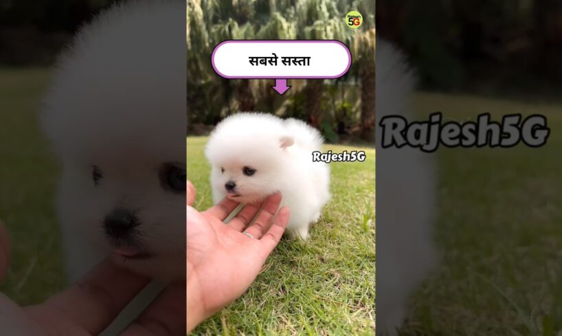 Teacup dog price | Pomeranian puppies | toy pom dog price in India #viral #cutedog  #shorts