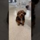 The CUTEST Puppy Moments Ever!