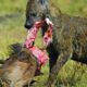 The Craziest Hyena Attack Ever Caught on Camera | Animal Fights