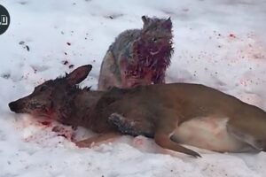 The Craziest Wild Cat Attack Ever Caught on Camera | Animal Fights