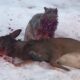 The Craziest Wild Cat Attack Ever Caught on Camera | Animal Fights