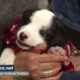 The Cutest Puppies Ever