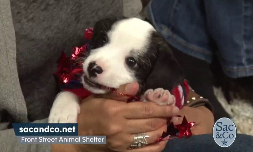 The Cutest Puppies Ever