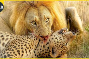 The DEADLIEST Lion Attacks Ever Caught on Camera | Animal Fights