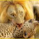 The DEADLIEST Lion Attacks Ever Caught on Camera | Animal Fights