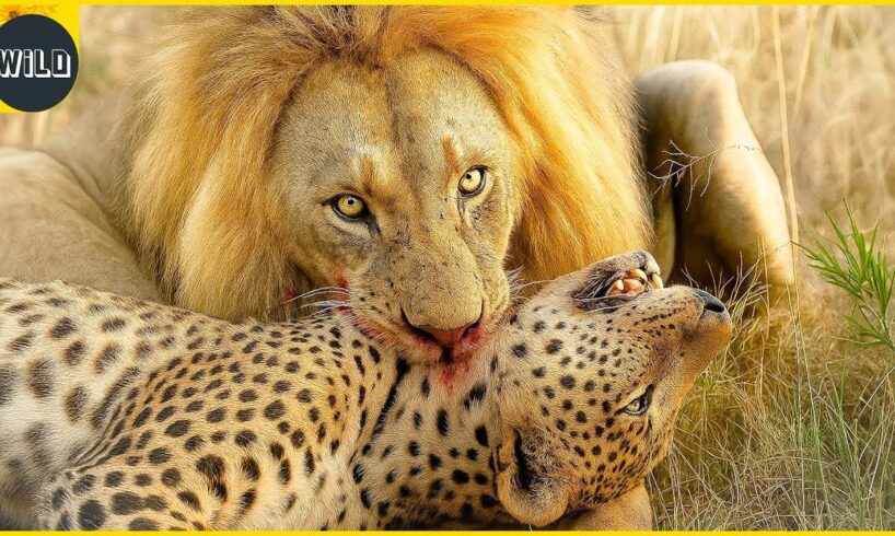 The DEADLIEST Lion Attacks Ever Caught on Camera | Animal Fights