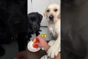 The Dark Side of Dog Videos #cute puppies
