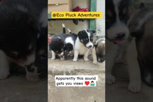 The MOST CUTEST PUPPIES EVER!! 😍🤯🫶🏻 #shorts #shortsvideo #short #dogs