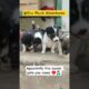 The MOST CUTEST PUPPIES EVER!! 😍🤯🫶🏻 #shorts #shortsvideo #short #dogs
