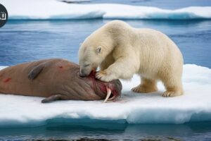 The Most Terrifying POLAR BEAR ATTACKS Ever Recorded | Animal Fights