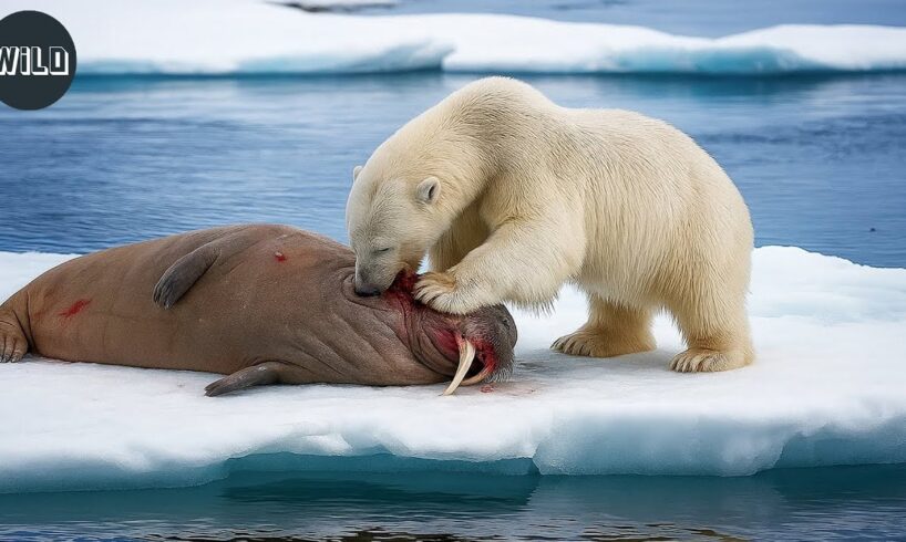The Most Terrifying POLAR BEAR ATTACKS Ever Recorded | Animal Fights