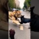 The Most Unexpected Animal Fights #animals #trending #viral #shorts