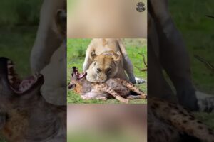 The Real Reason Lions Don’t Eat Hyenas!