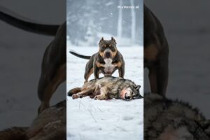 The SHOCKING Truth About Pets Taking on Wild Animals in EPIC Fights