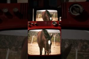 The Shocking Reality of Fake Animal Rescues