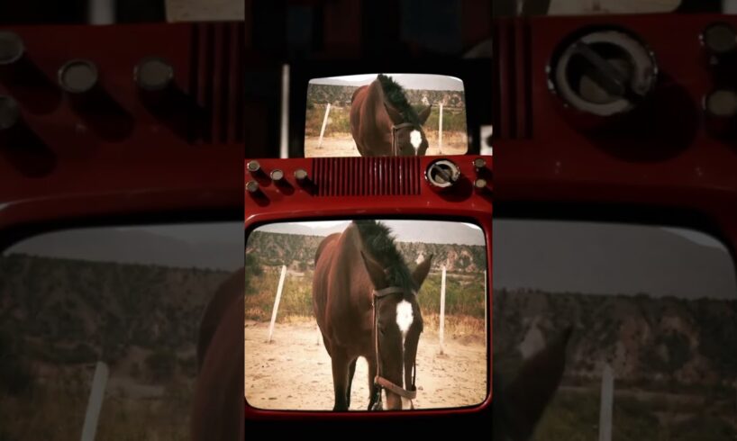 The Shocking Reality of Fake Animal Rescues