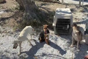 The Three Puppies Arrived in the Shelter! We Don't Know Where to Put them - Takis Shelter