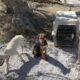 The Three Puppies Arrived in the Shelter! We Don't Know Where to Put them - Takis Shelter