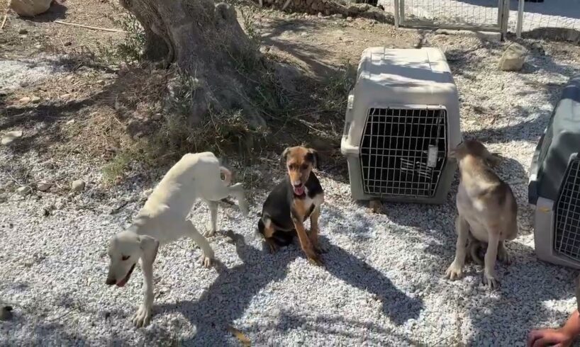 The Three Puppies Arrived in the Shelter! We Don't Know Where to Put them - Takis Shelter