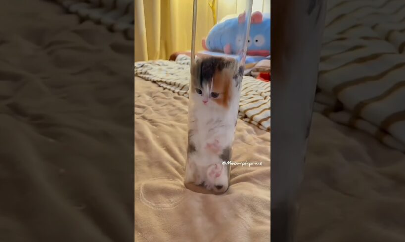 The kitten Leap towards you 😻💕 #cute #kitten #cat #meow