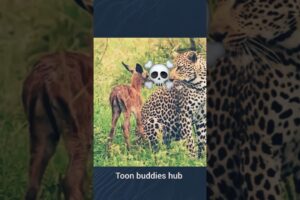 The leopard  #Lions, #Tigers, #Hyenas, #Crocodiles, #aura #edit
