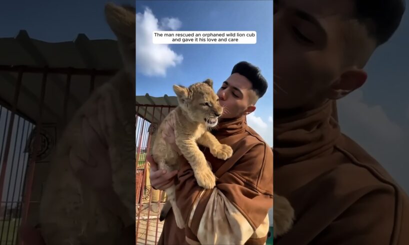 The man rescued an orphaned wild lion cub and gave it his love and care