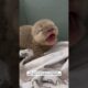 The woman rescued an abandoned baby otter while walking and adopted it