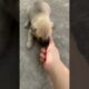 There are so many cute puppies